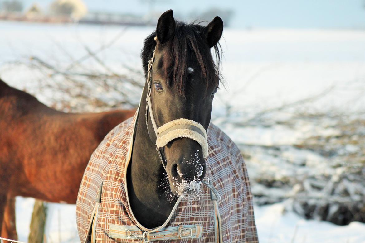 New Forest Hallinds Kaiser - Vinterbamse <3 billede 8