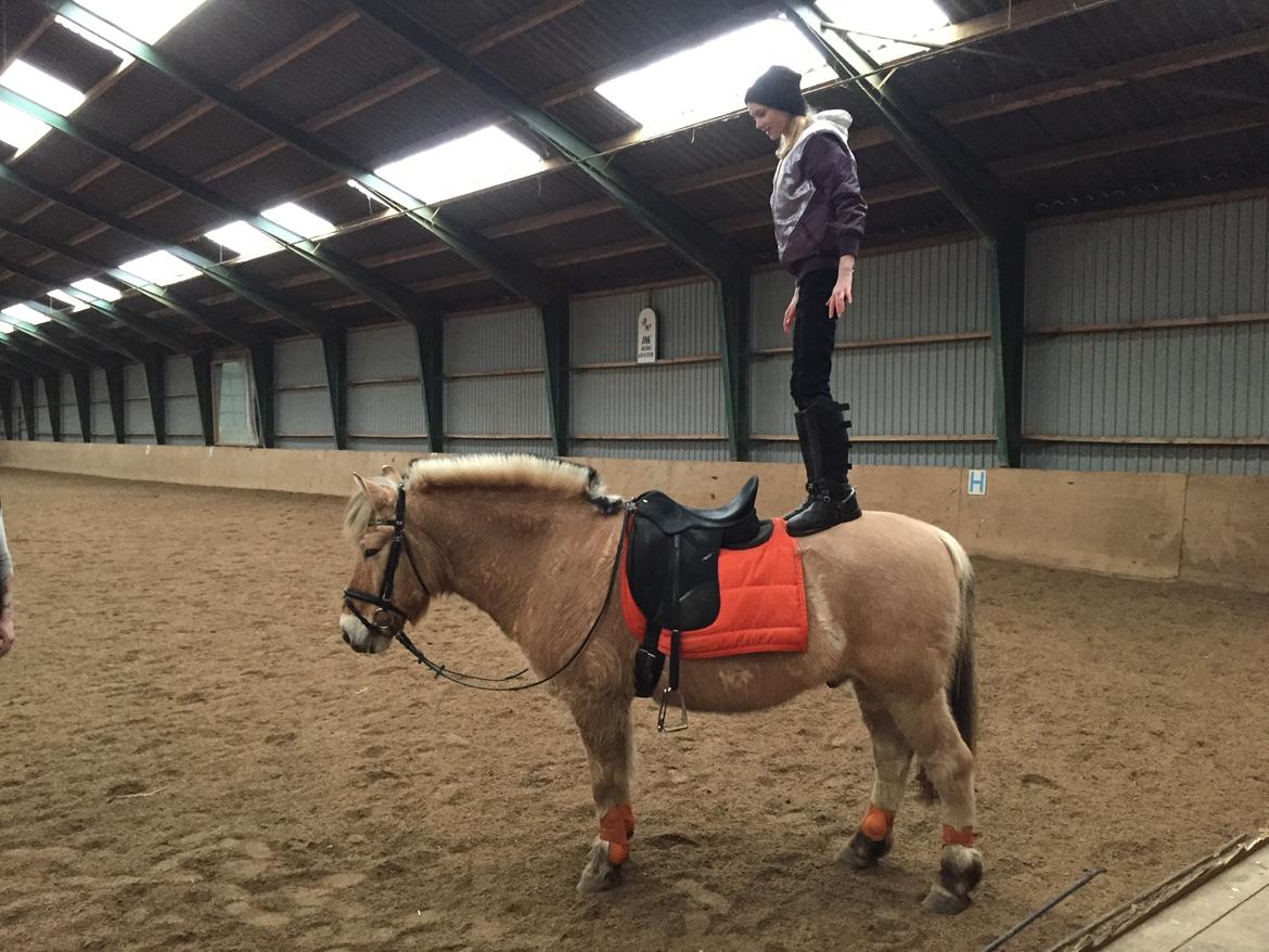 Fjordhest Thor - Thor - verdens roligste hest billede 1
