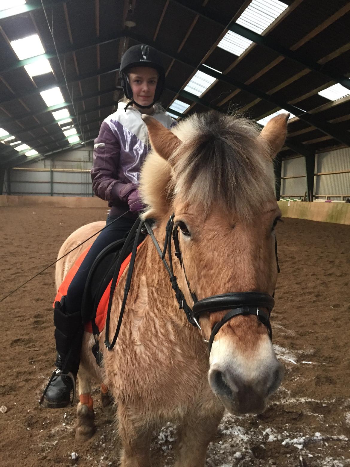 Fjordhest Thor billede 6