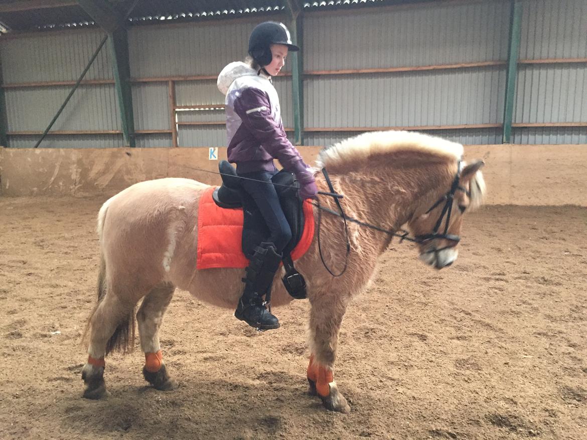 Fjordhest Thor billede 2