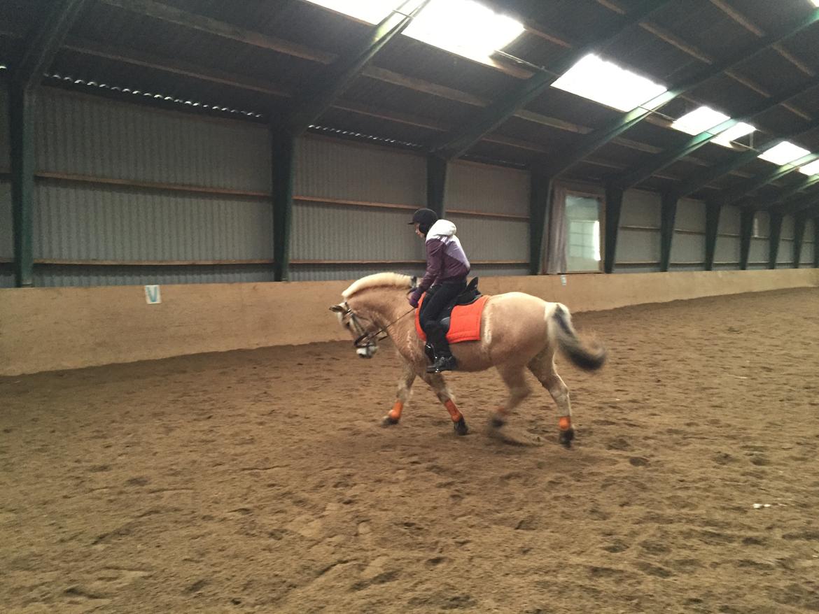 Fjordhest Thor billede 3