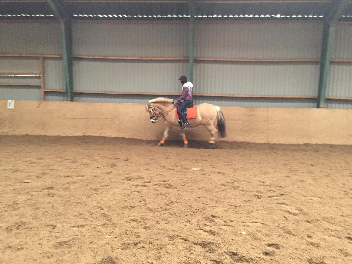 Fjordhest Thor billede 4