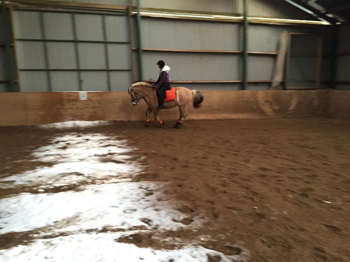 Fjordhest Thor - Skøn galoptur billede 5