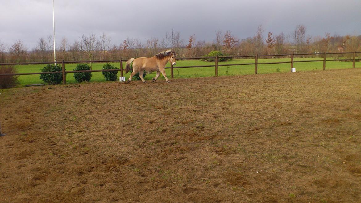 Fjordhest Thor - Dagen erfter hjemkomst fra Skagen billede 8
