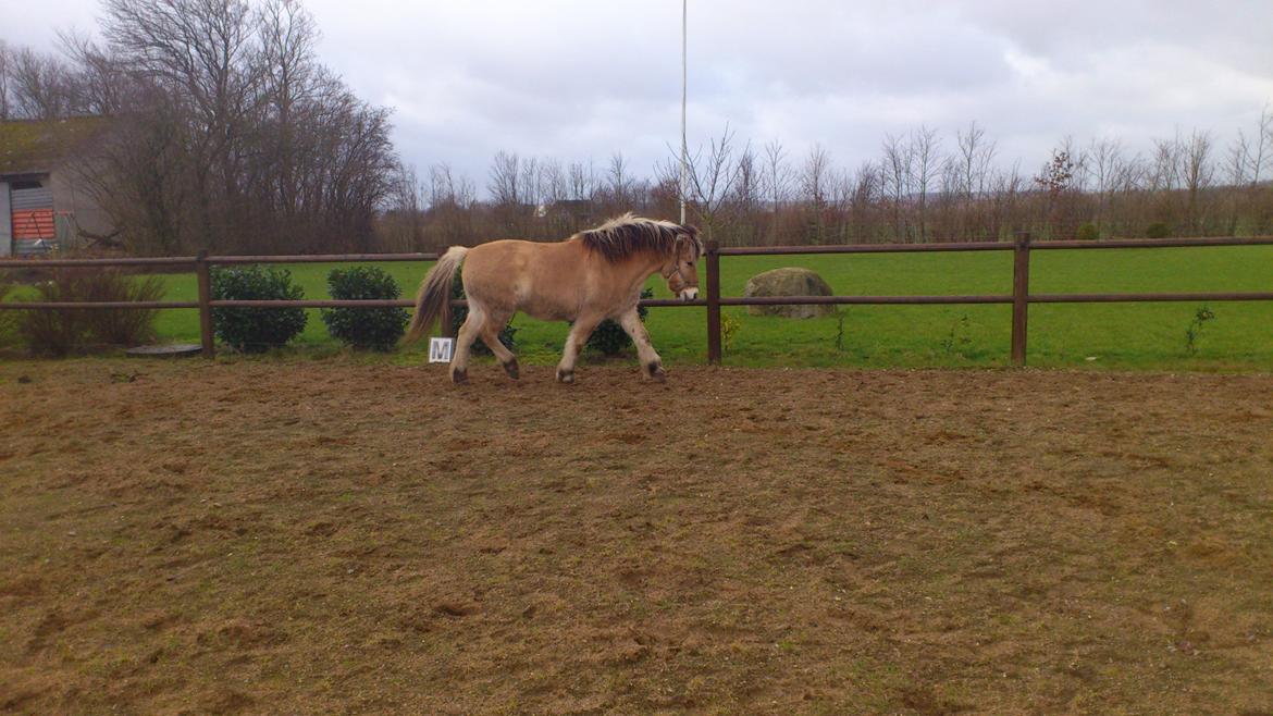 Fjordhest Thor - Strækker ben - lige kommet hjem  billede 9
