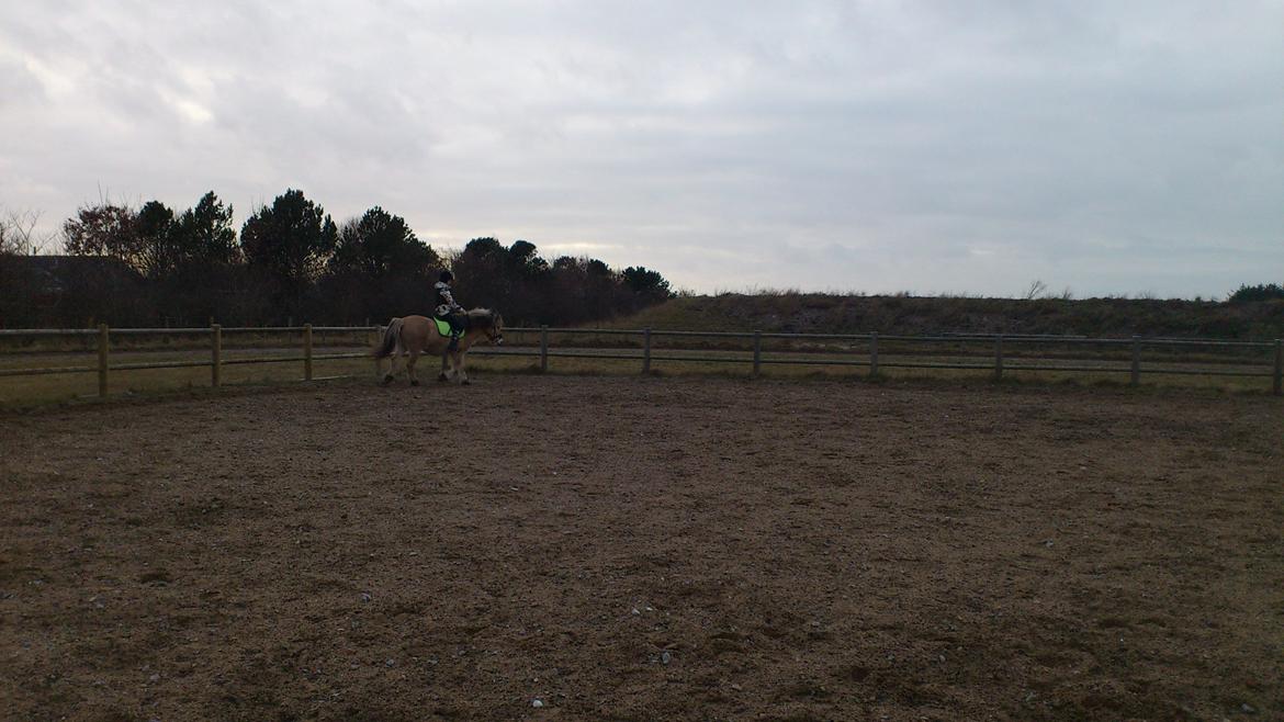 Fjordhest Thor - Min første ridetur på Thor billede 7