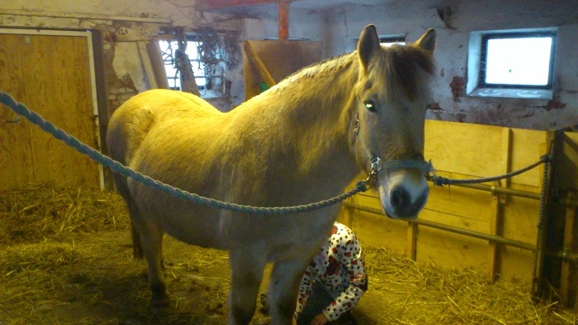 Fjordhest Thor - Så er "manken" faldet af billede 11