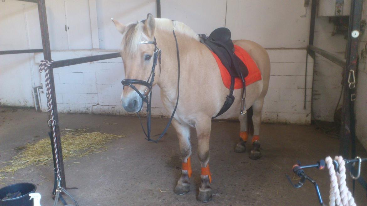 Fjordhest Thor - Er jeg ikke blevet smuk!!! billede 12