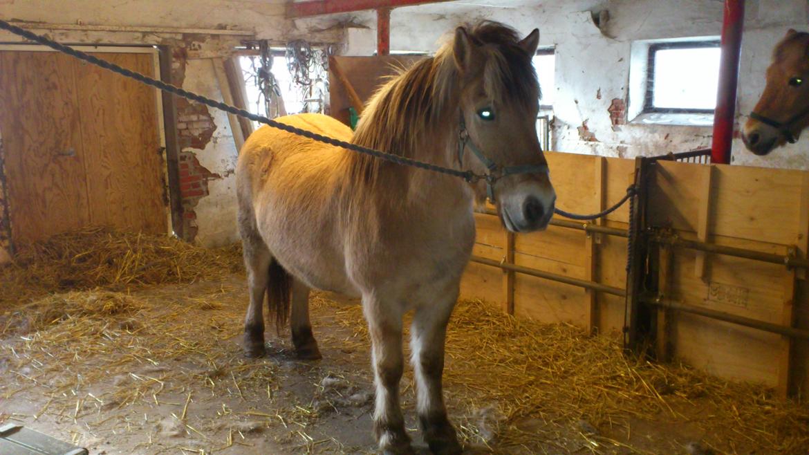 Fjordhest Thor - Klar til at komme til frisøren..... billede 10