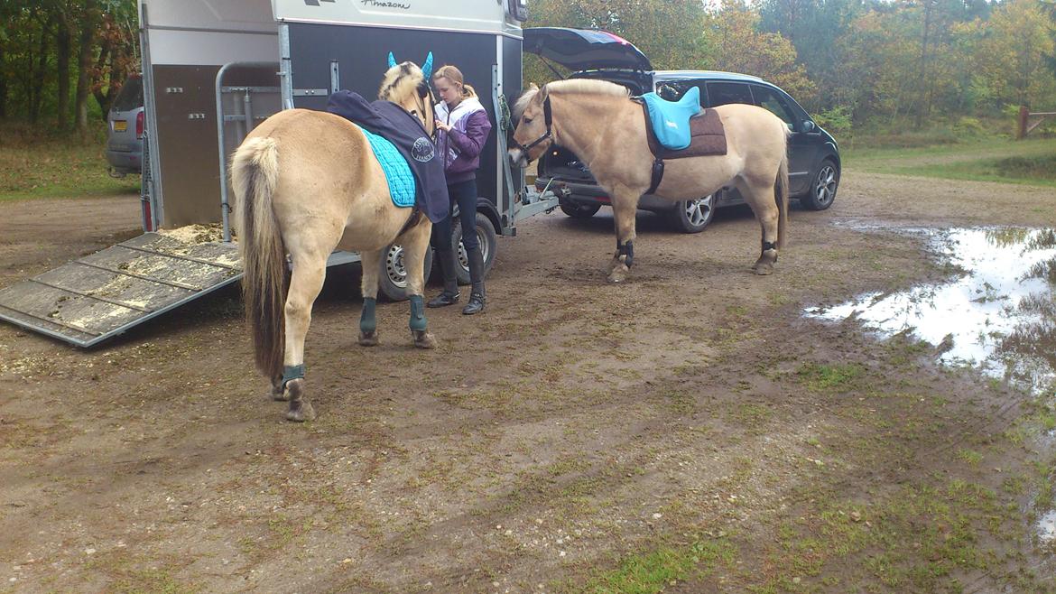 Fjordhest Thor - Klar til ridetur i Frederikshåb plantage billede 13