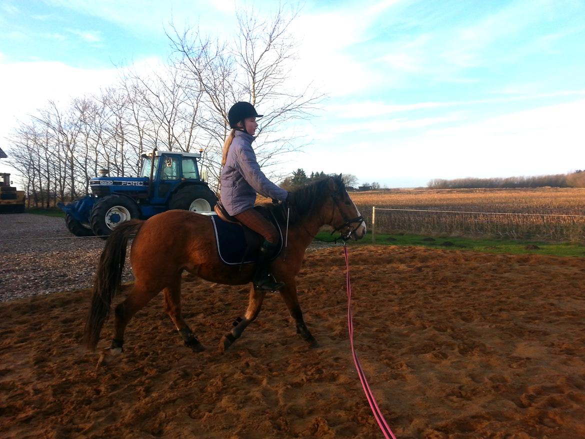 Anden særlig race *NALA* - Trav i snoren  billede 3