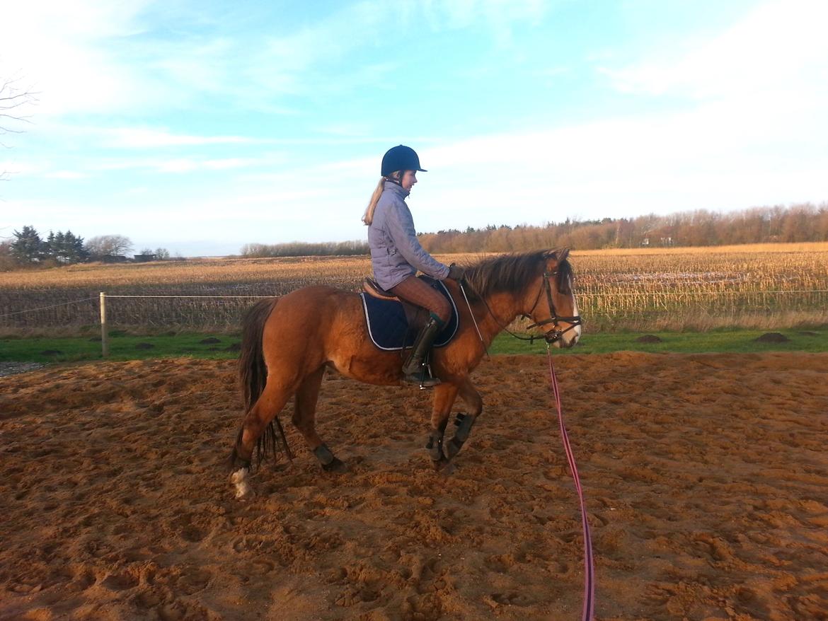 Anden særlig race *NALA* billede 7