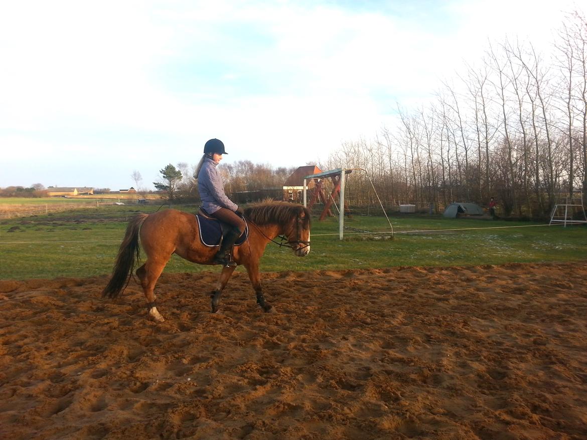 Anden særlig race *NALA* billede 12