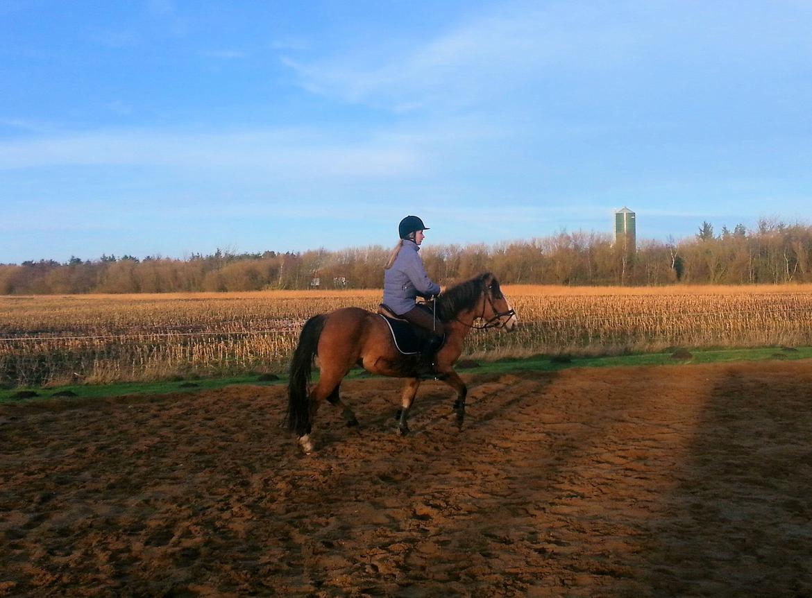 Anden særlig race *NALA* - Trav første gang uden snor på <3  billede 11