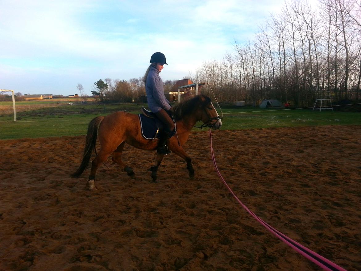 Anden særlig race *NALA* billede 10