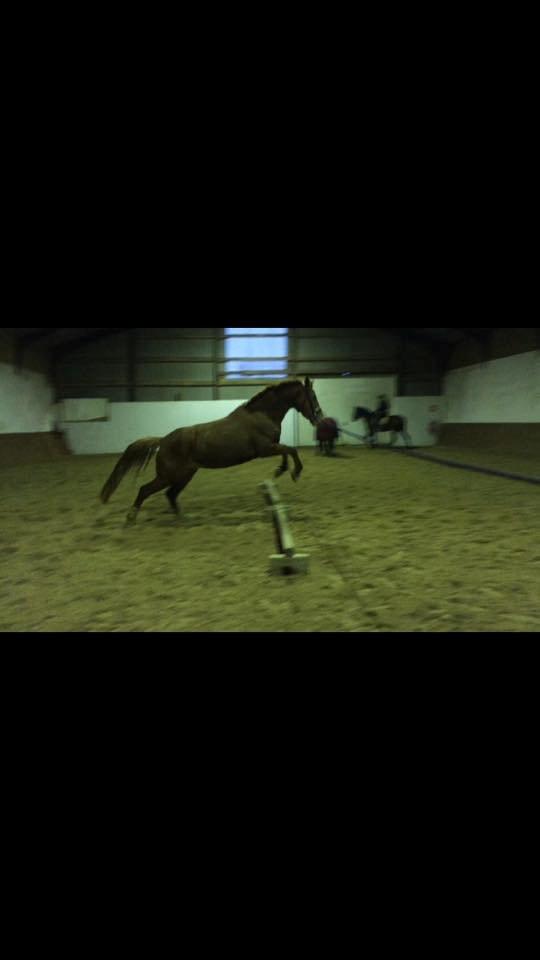 Anden særlig race Hope on fire. kaldet Wilma - velkommen til hope on fires profil.  billede 1