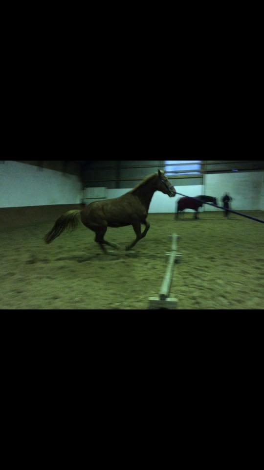 Anden særlig race Hope on fire. kaldet Wilma billede 3