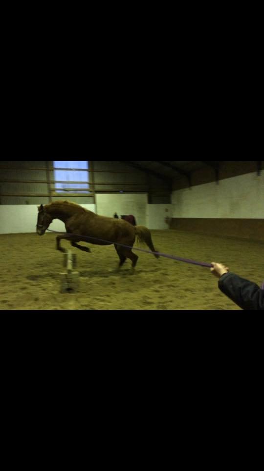 Anden særlig race Hope on fire. kaldet Wilma billede 2