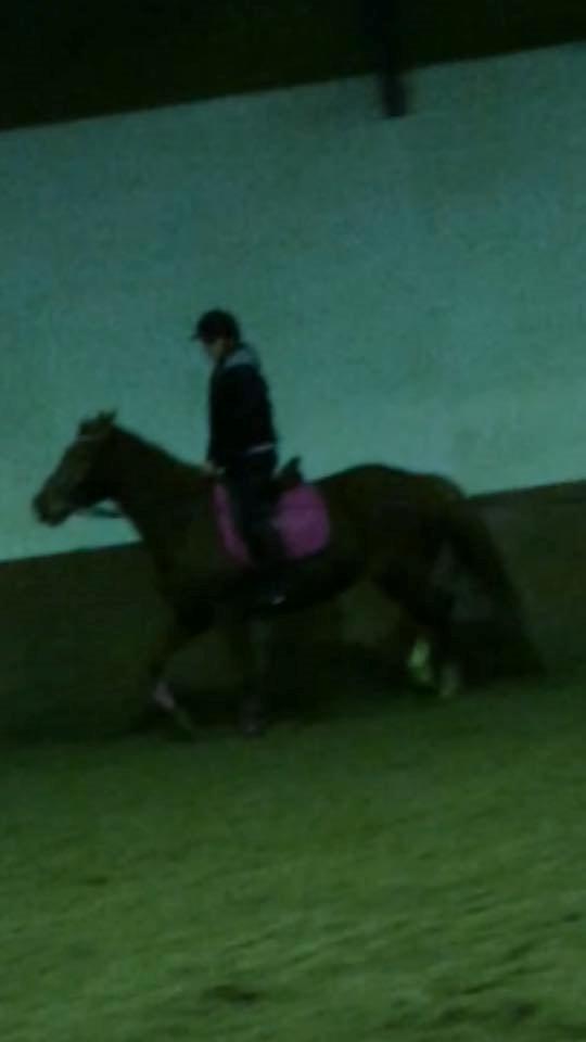 Anden særlig race Hope on fire. kaldet Wilma - hun går som en kamel, men det er vi igang med at lære at lade være med  billede 4