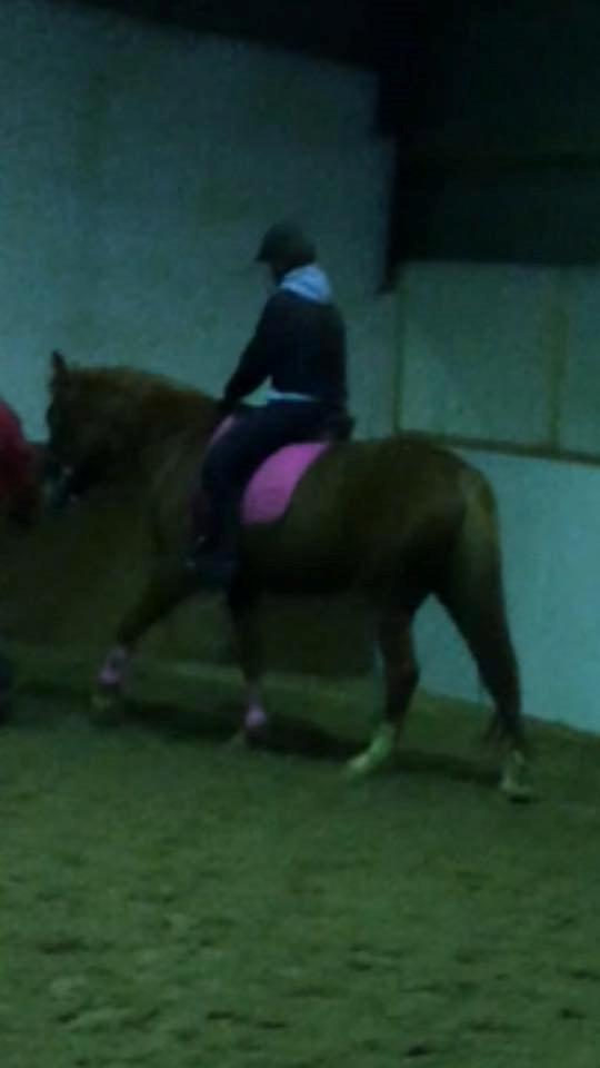 Anden særlig race Hope on fire. kaldet Wilma billede 5