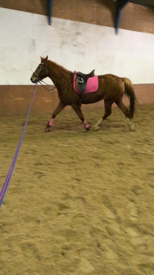 Anden særlig race Hope on fire. kaldet Wilma billede 9