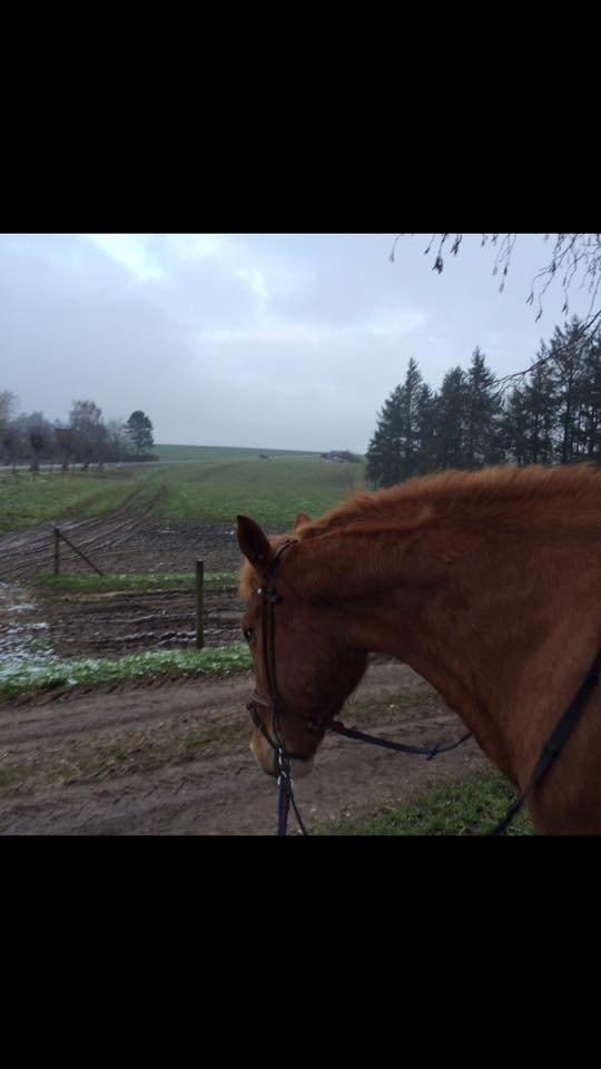 Anden særlig race Hope on fire. kaldet Wilma - førsre gang på tur med hende  billede 10