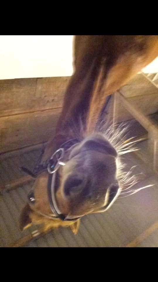 Anden særlig race Hope on fire. kaldet Wilma billede 11