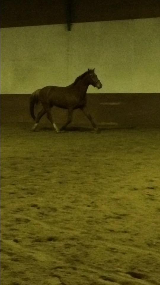 Anden særlig race Hope on fire. kaldet Wilma billede 12