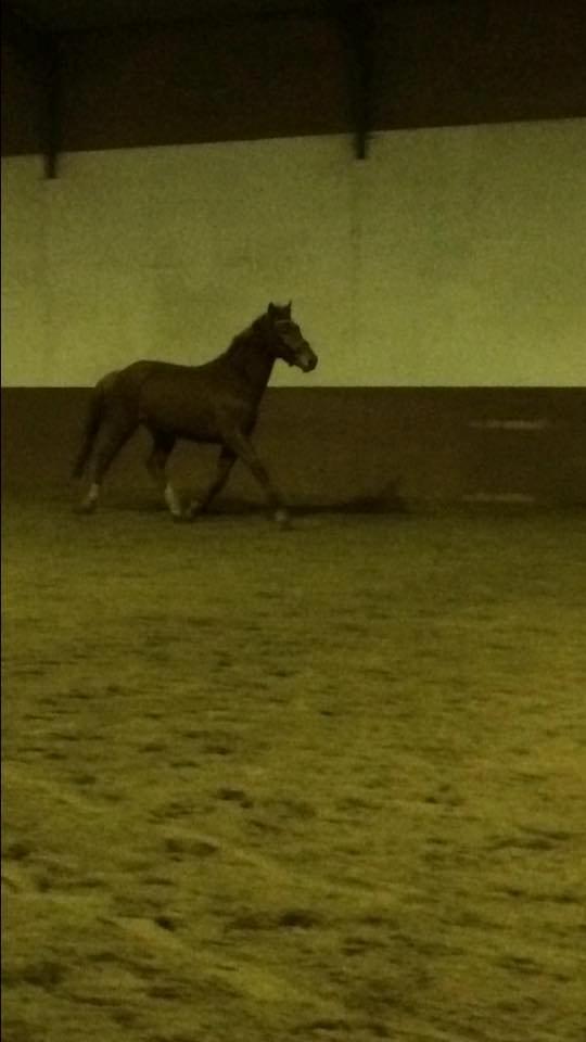 Anden særlig race Hope on fire. kaldet Wilma billede 13