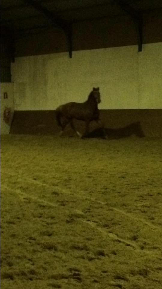 Anden særlig race Hope on fire. kaldet Wilma billede 14