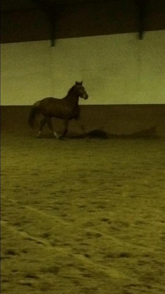 Anden særlig race Hope on fire. kaldet Wilma billede 15