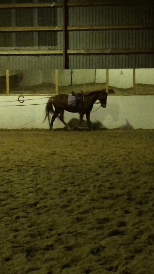 Anden særlig race Hope on fire. kaldet Wilma - første gang i linier  billede 17