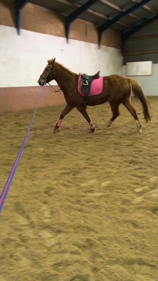 Anden særlig race Hope on fire. kaldet Wilma billede 18