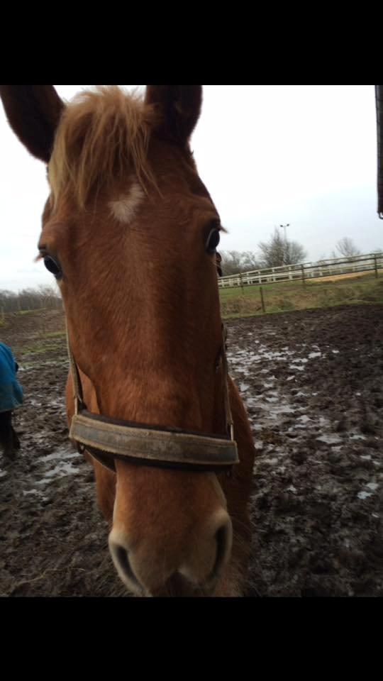 Anden særlig race Hope on fire. kaldet Wilma billede 19