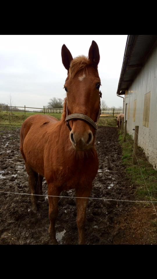 Anden særlig race Hope on fire. kaldet Wilma billede 20