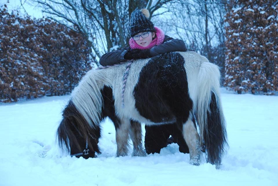 Shetlænder guldfrrøens Crosser billede 16