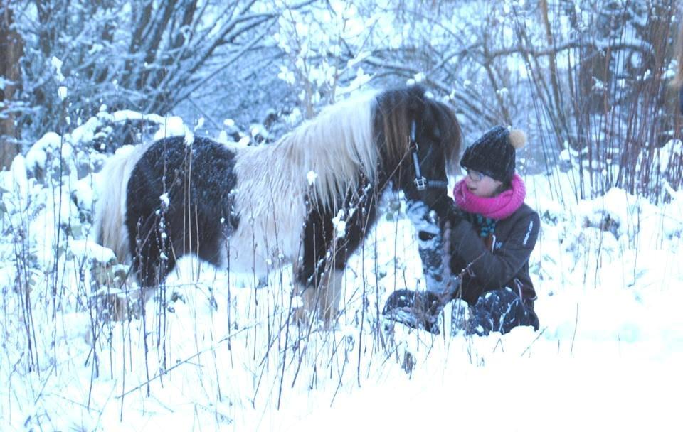 Shetlænder guldfrrøens Crosser billede 17