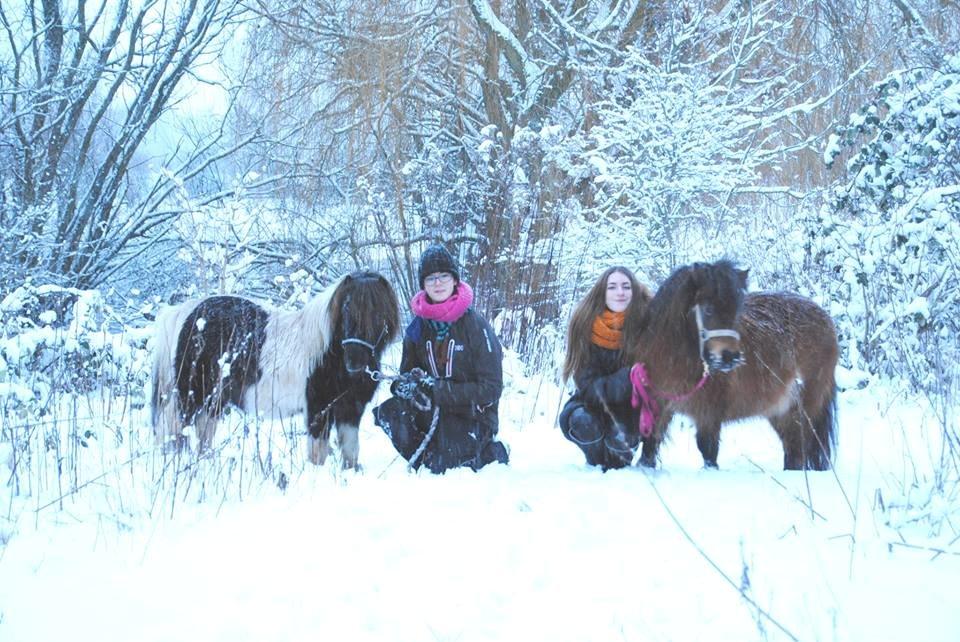 Shetlænder guldfrrøens Crosser billede 20