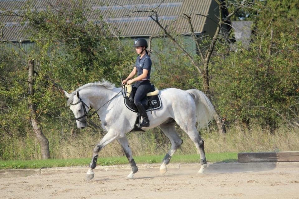 Dansk Varmblod Camari - Dressur dagen efter jeg fik ham. billede 6