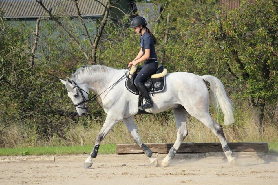 Dansk Varmblod Camari - Dagen efter jeg fik ham  billede 2