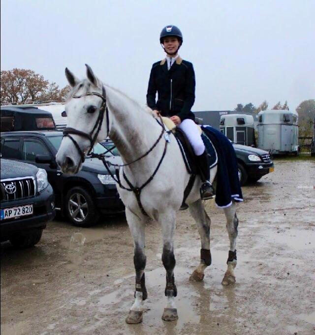 Dansk Varmblod Camari - fin camari til stævne billede 7