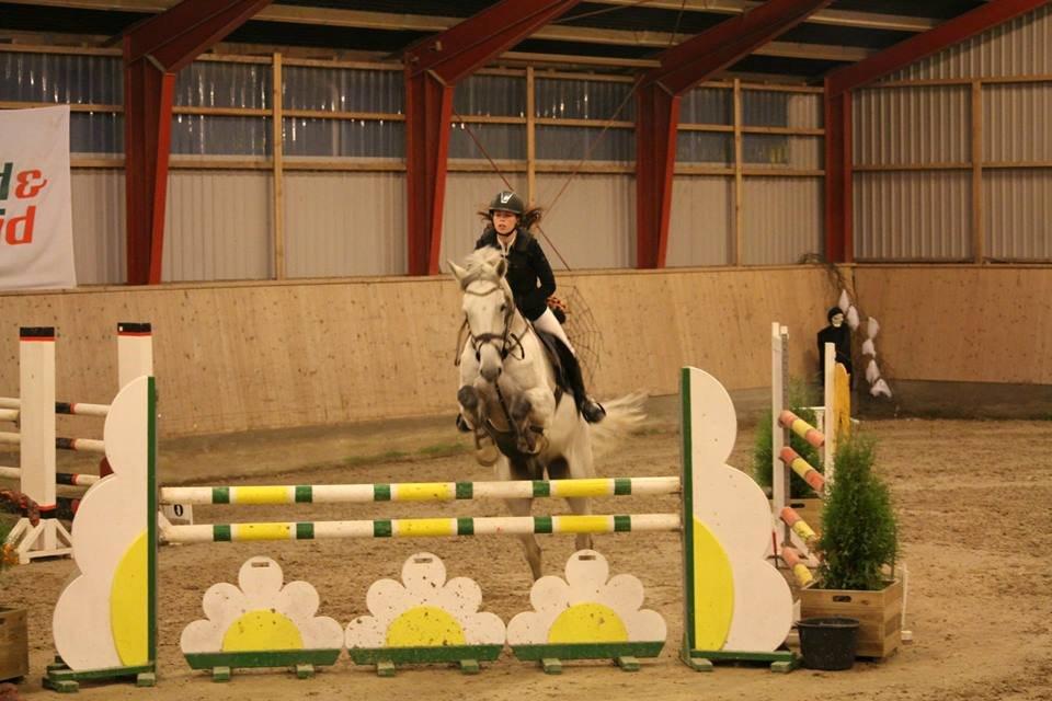 Dansk Varmblod Camari - La på Ågerupgaard billede 8