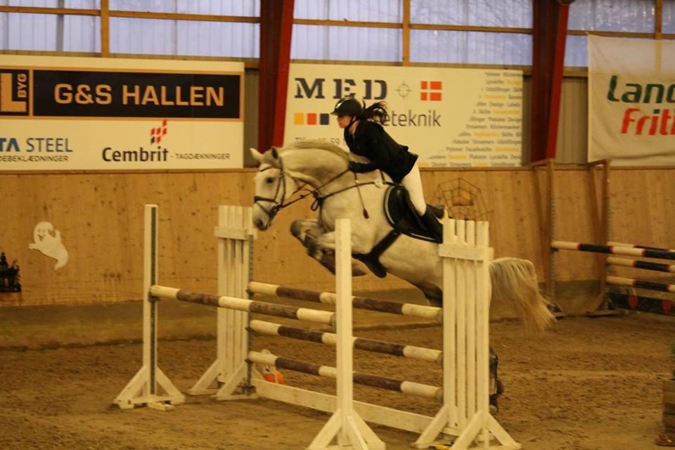 Dansk Varmblod Camari - La Ågerupgaard.  billede 9