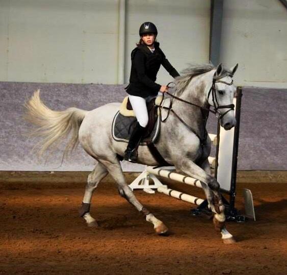 Dansk Varmblod Camari - Fra Ballerup tror jeg billede 12