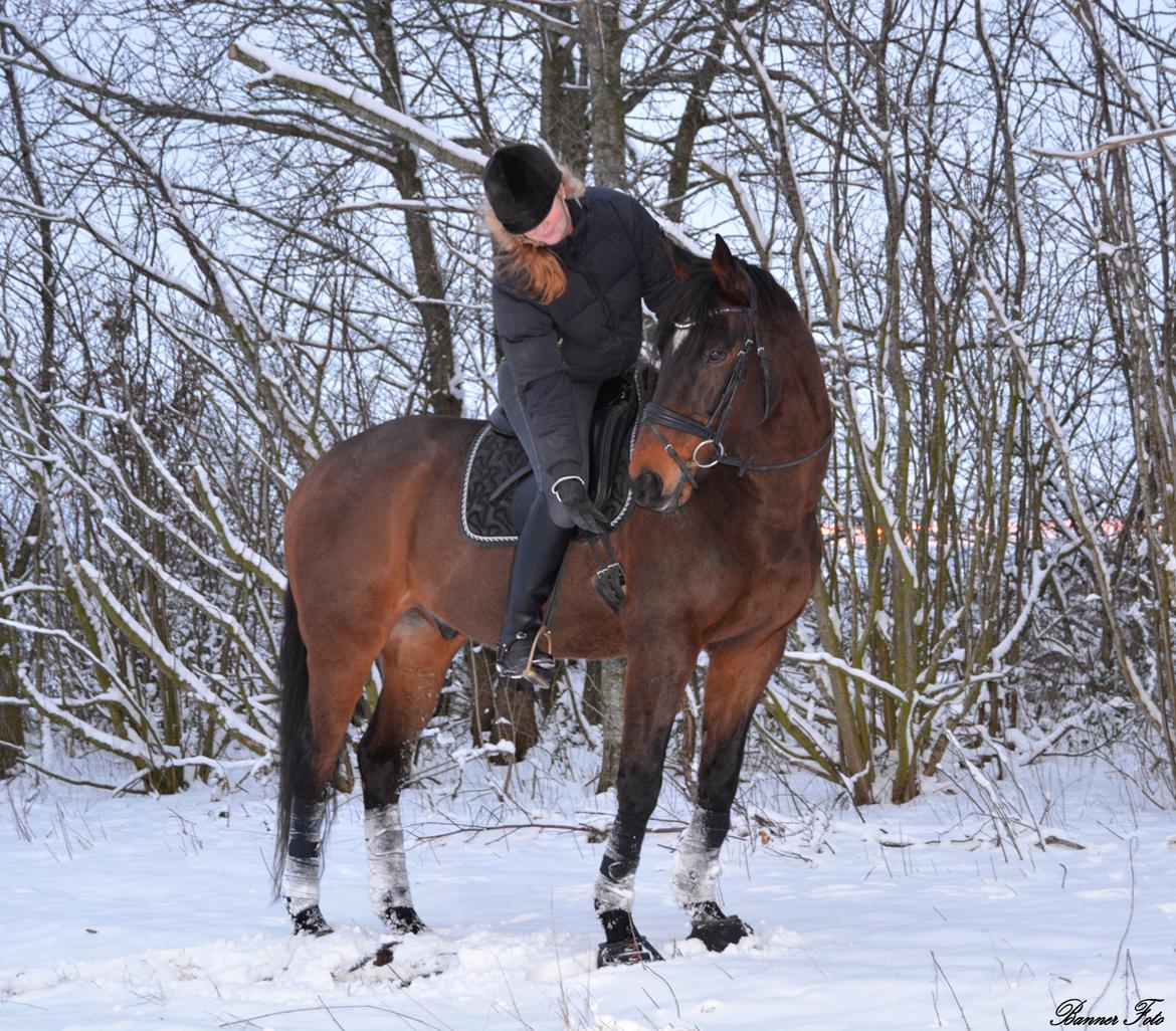 Dansk Varmblod Ni-ChAn´s Marquis-Acheron billede 15