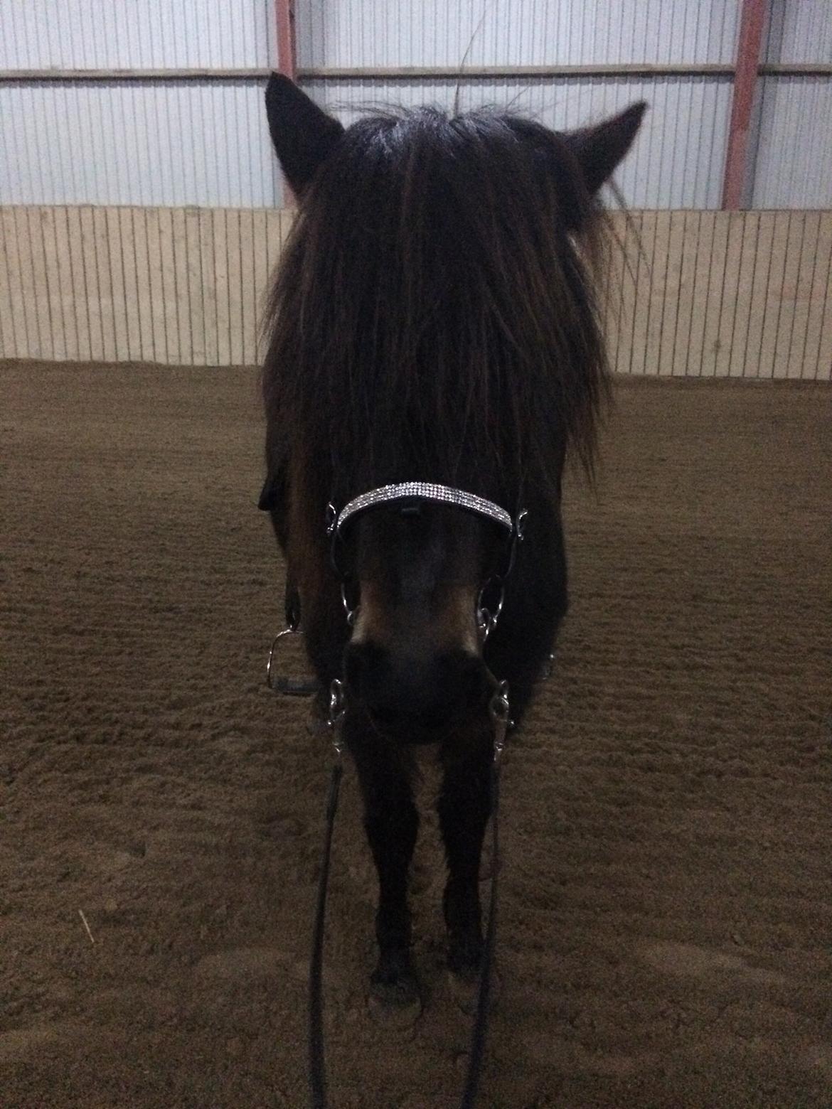 Islænder Embla Fra Flødal billede 10