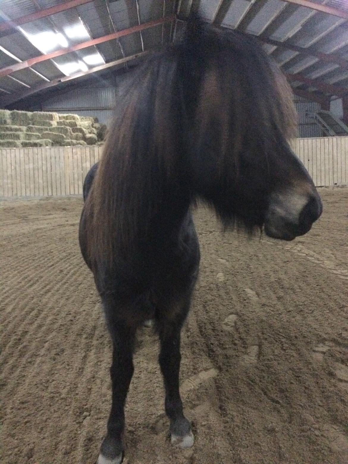 Islænder Embla Fra Flødal billede 11