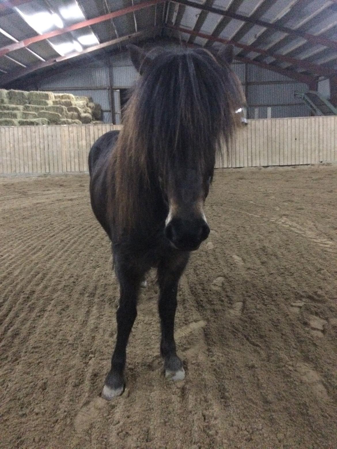 Islænder Embla Fra Flødal billede 12