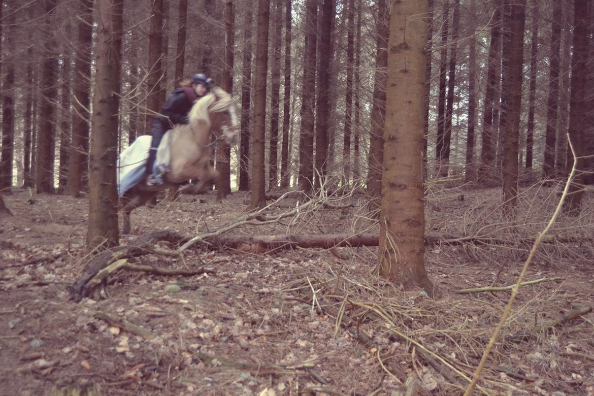 Welsh Cob (sec D) | Glanvyrnwy Olwena - Spring i skoven. ♥ Februar 2015. billede 7