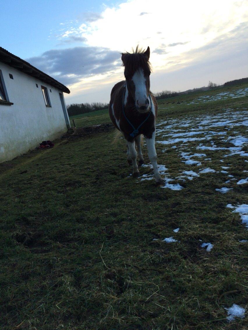 Shetlænder Beauty billede 13